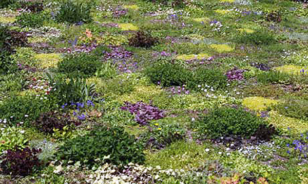 The floral lawn at Avondale Park